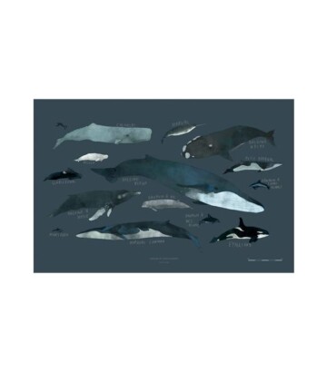 Whales chart Print