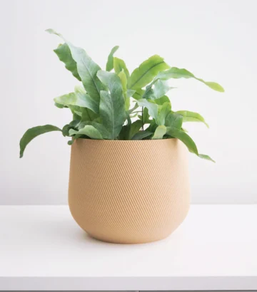 Juniper Planter