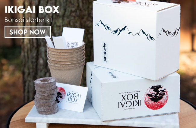 Bonsai starter kit DIY